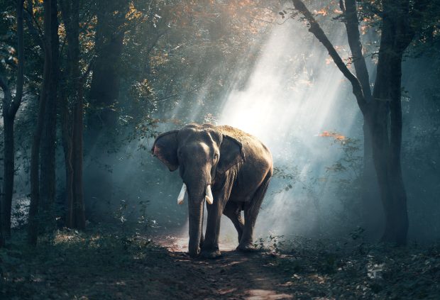 Elephant Wallpaper Free Download.