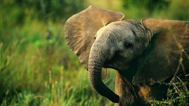 Elephant Wide Screen Wallpaper HD.