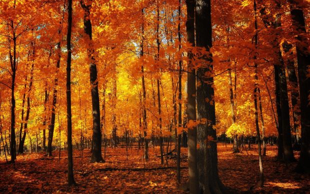 Fall Aesthetic Pictures Free Download.