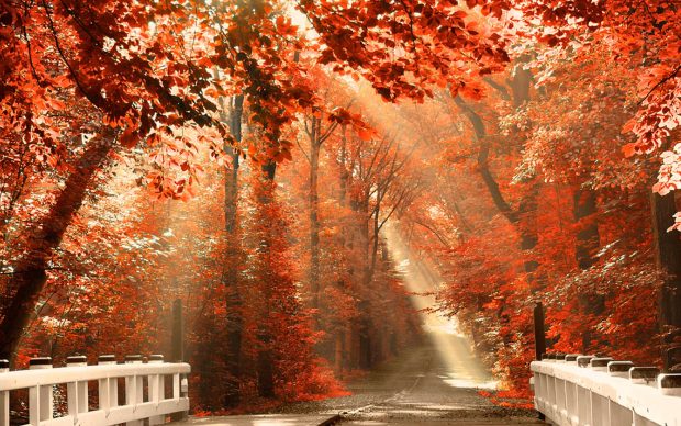 Fall Aesthetic Wide Screen Wallpaper HD.