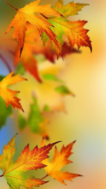 Fall Leaves 4K Wallpaper HD.