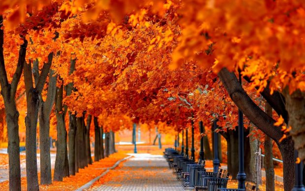 Fall Leaves Desktop Wallpaper.