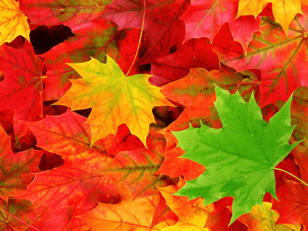 Fall Leaves HD Wallpaper.