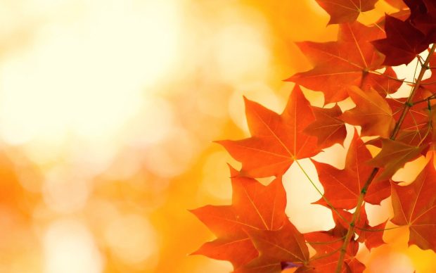 Fall Leaves HD Wallpaper Free download.