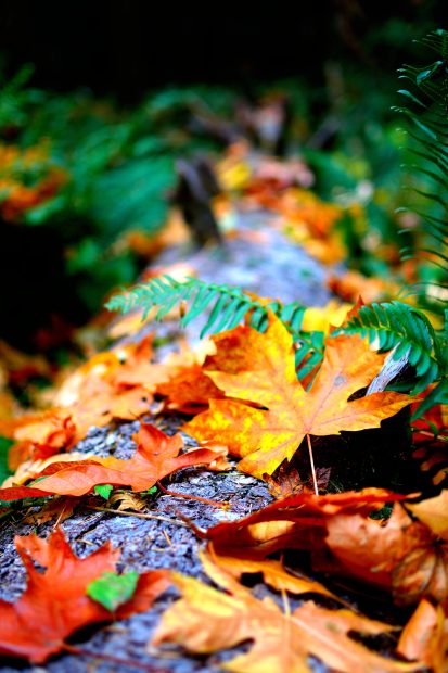 Fall Leaves Phone Wallpaper HD.