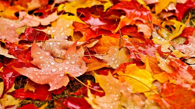 Fall Leaves Wallpaper Desktop.