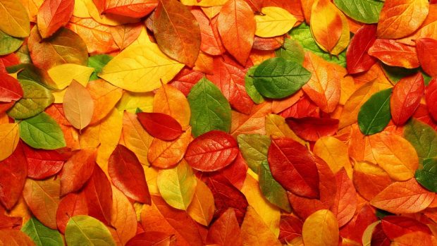 Fall Leaves Wallpaper Free Download.