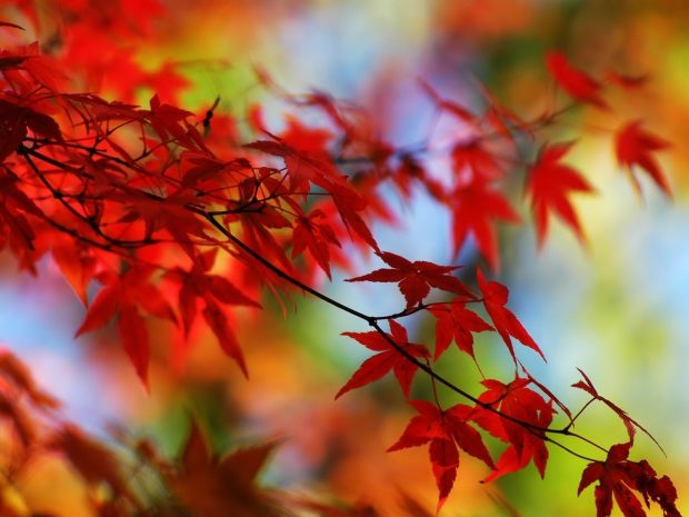 Fall Leaves Wallpaper HD.