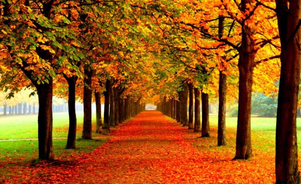 Fall Leaves Wallpaper HD Free download.