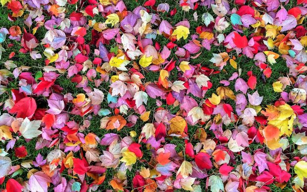 Fall Leaves Wallpaper High Quality.