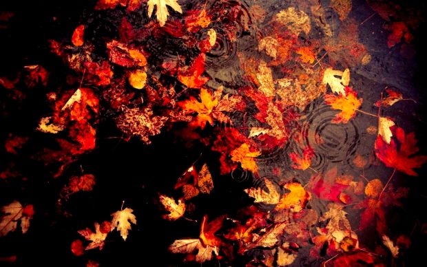 Fall Leaves Wide Screen Wallpaper HD.