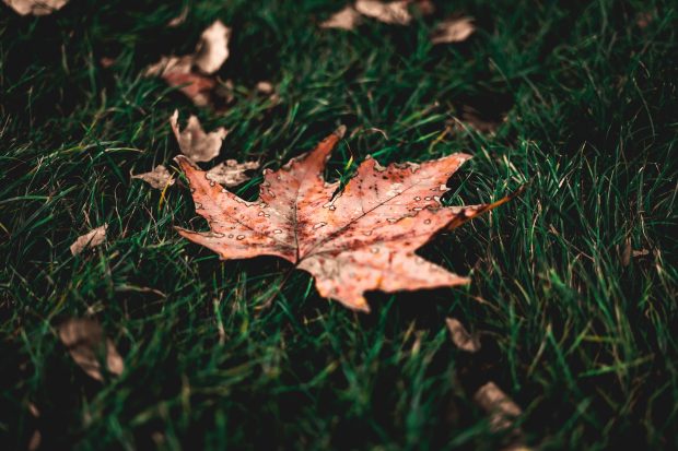 Fall Leaves on November (3).