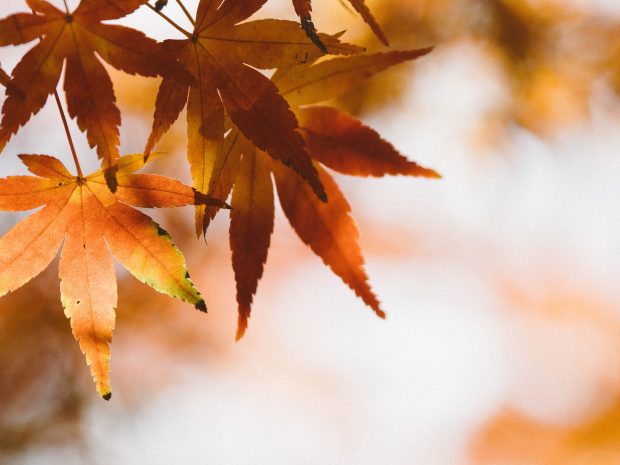 Fall Leaves on November (5).