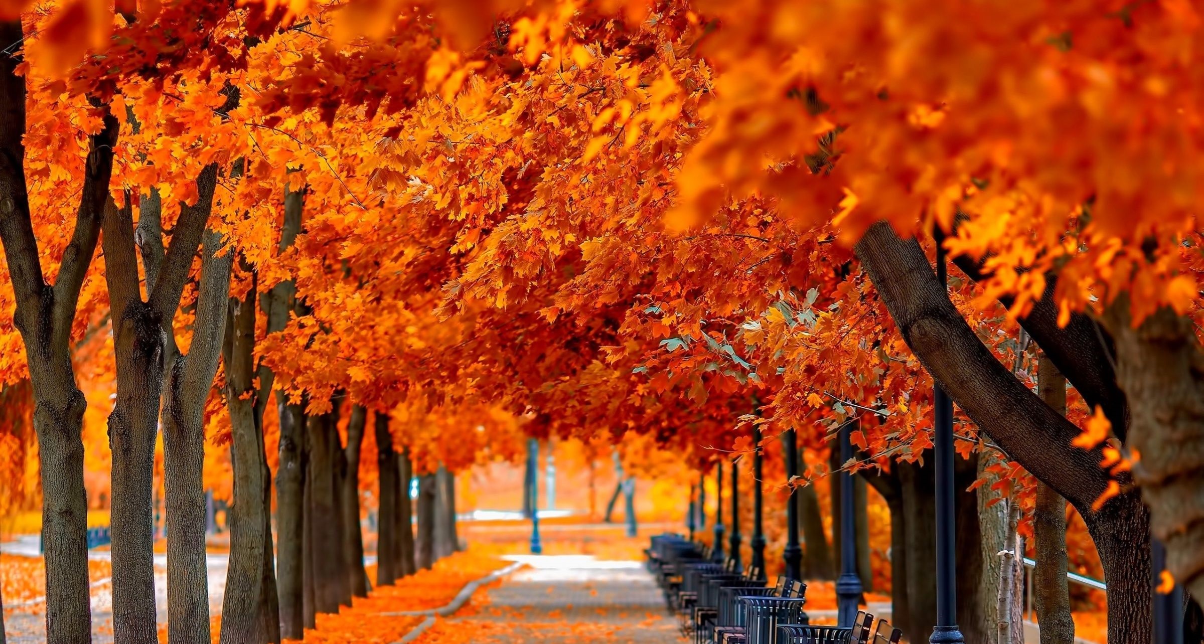 Fall HD Wallpapers Free download 