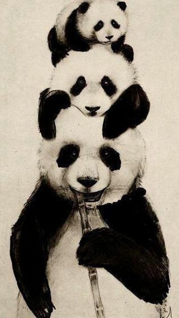 Family Panda Wallpaper HD.