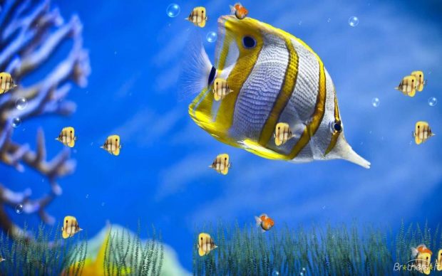Fish Wallpaper Animated.