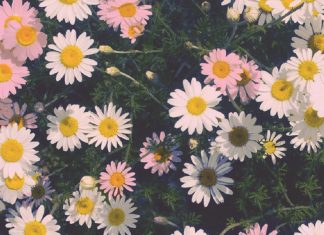 Floral Iphone Background HD.
