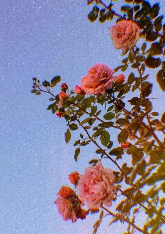 Aesthetic Iphone Home Screen Wallpapers - PixelsTalk