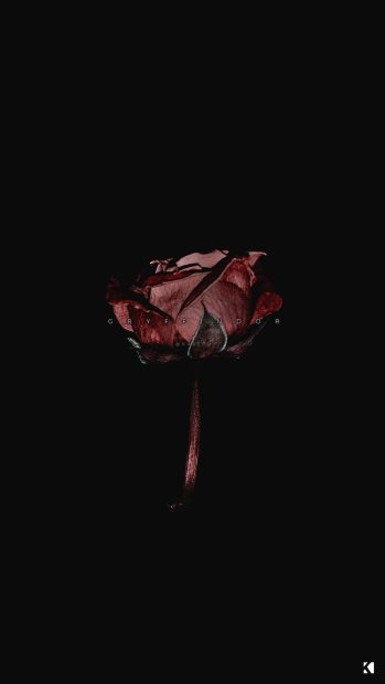 Flower Aesthetic Red And Black Wallpaper Iphone.