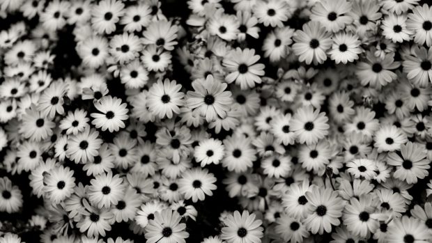 Flower Aesthetic Wallpaper Black And White.