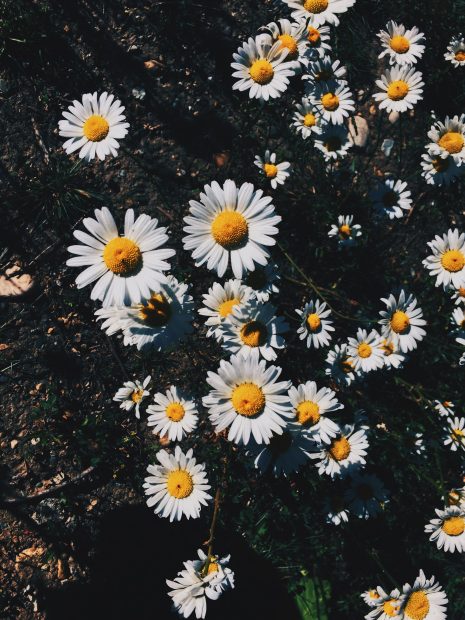 Flower Aesthetic Wallpapers Daisy.