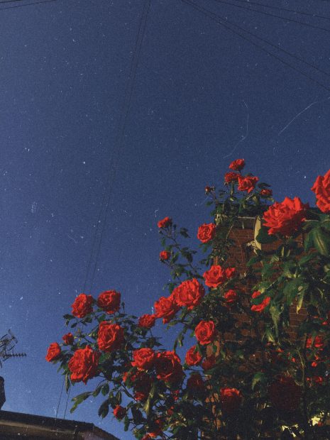 Flower Aesthetic Wallpapers Roses.