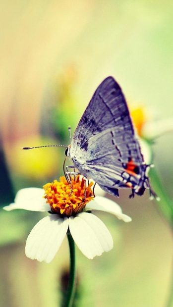 Flower Background Butterfly.