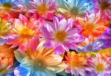 Flower Background HD.