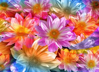 Flower Background HD.