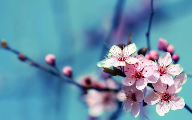 Flower Background HD Free download.