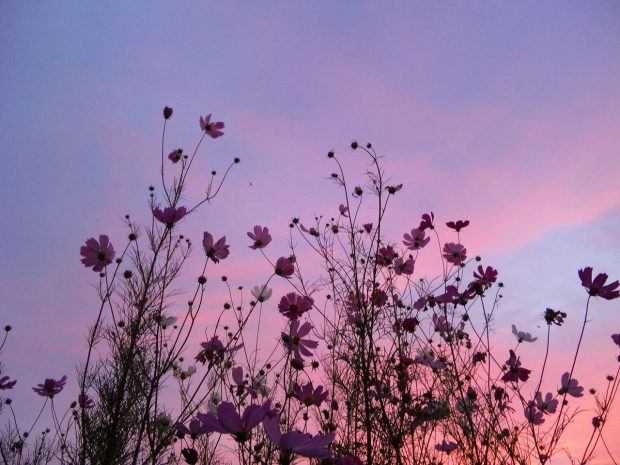 Flower Backgrounds Aesthetic.