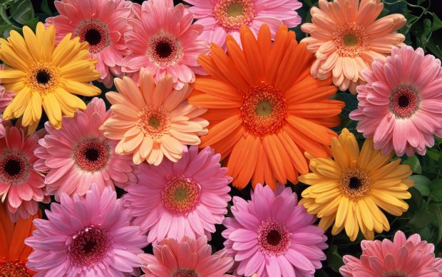 Flower Backgrounds Aesthetic High Resolution.