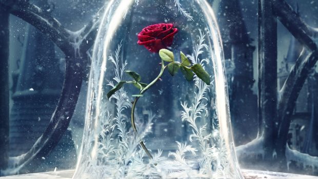Flower Beauty And The Beast Wallpaper HD.