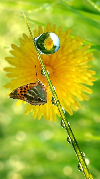 Flower Butterfly Background HD.