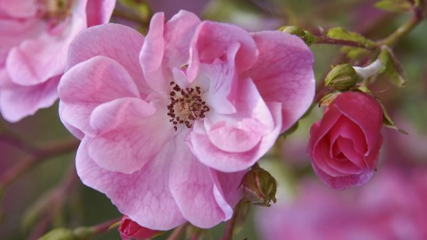 Flower Cool Pink Backgrounds.