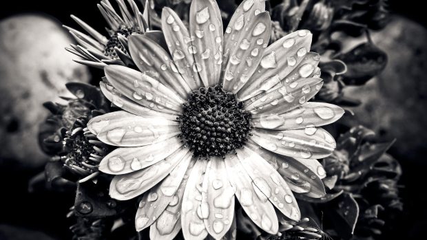 Flower Cute Black And White Background.