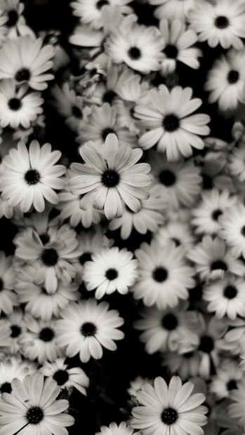 Flower Cute Black And White Backgrounds.