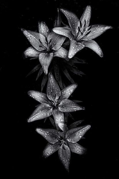 Flower Cute Black Backgrounds.