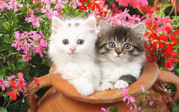Flower Cute Cat Backgrounds HD.