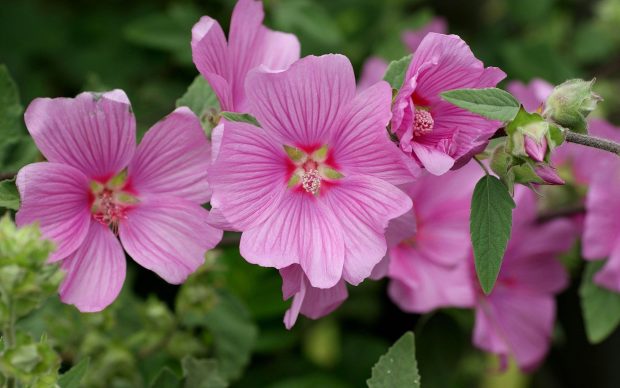 Flower Cute Pink Background.