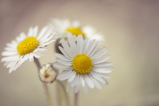 Flower Daisy Wallpaper HD.