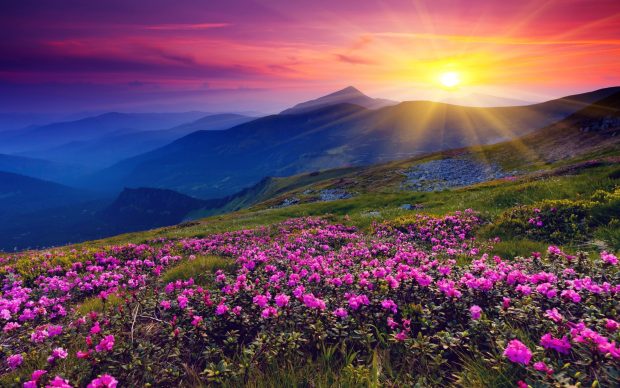 Flower Desktop Sunset Computer Background.