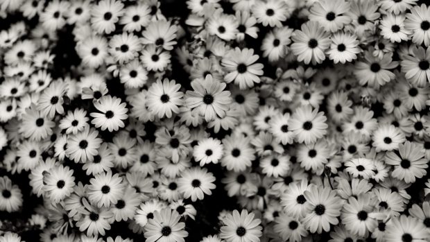 Flower Free download Black And White Aesthetic Image.