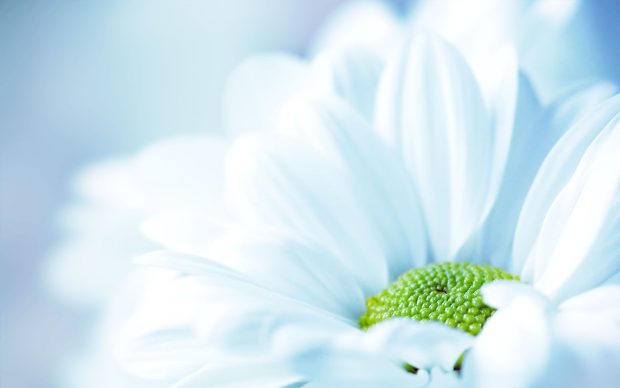 Flower HD Wallpaper.
