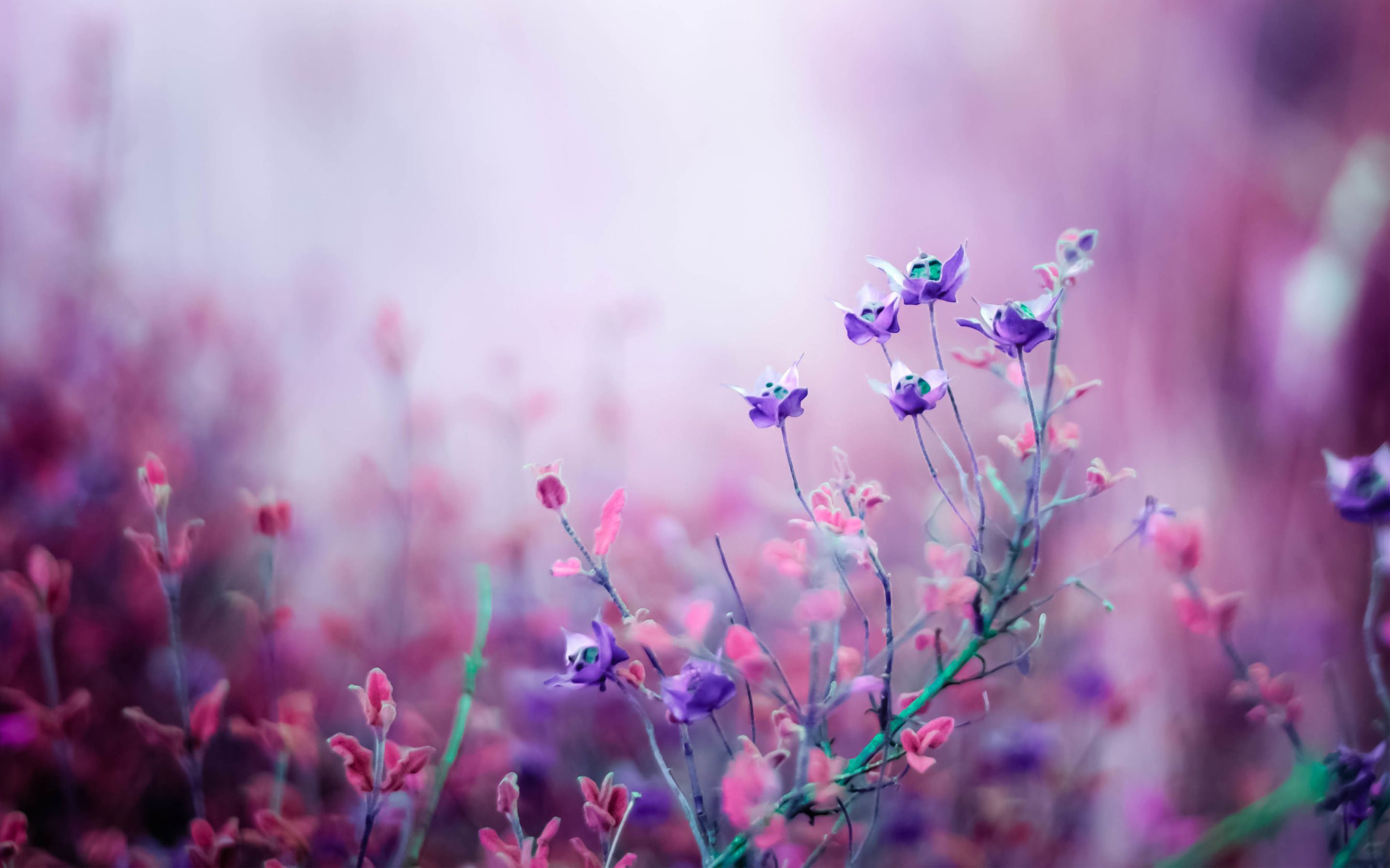 Flower HD Wallpapers Free download 