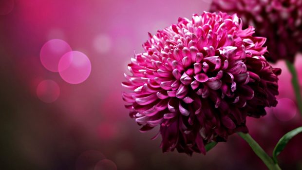 Flower PC Wallpapers HD.