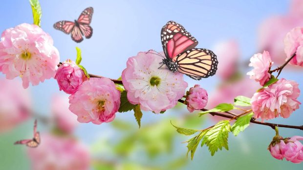 Flower Pink Butterfly Wallpaper HD.