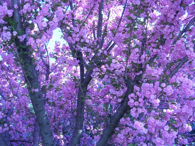 Flower Purple Wallpaper Aesthetic Wallpaper HD.