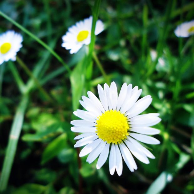 Flower Wallpaper Aesthetic White.