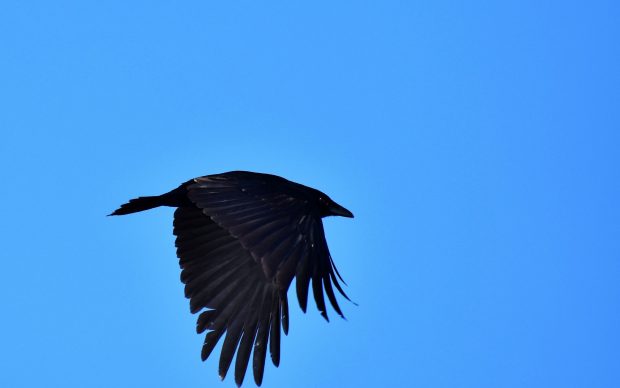Fly Crow Wallpaper HD.